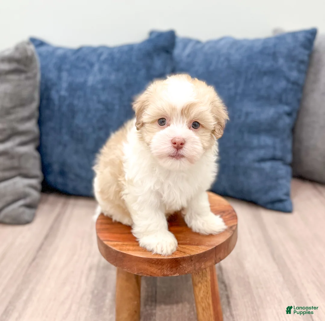 Havanese dogs for sale: Milo - Ad 2