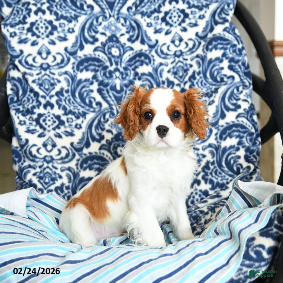 Cavalier King Charles Spaniel dogs Jasper - Ad 2
