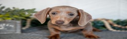 Miniature Dachshund dogs for sale: Lucy - Ad 3