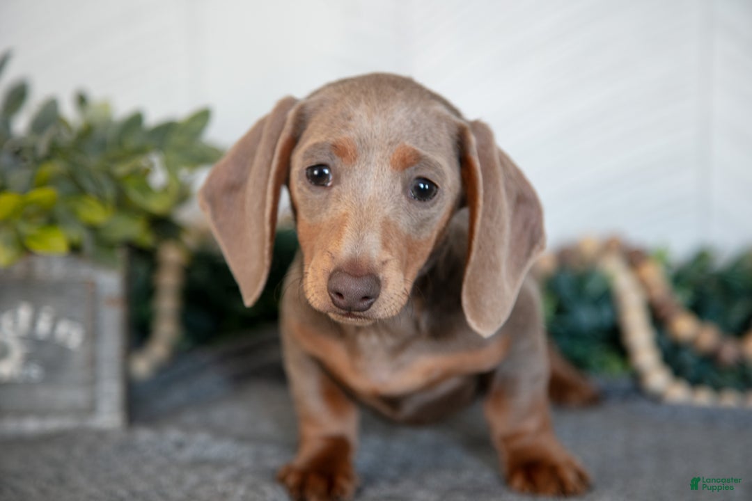 Miniature Dachshund dogs for sale: Lucy - Ad 3