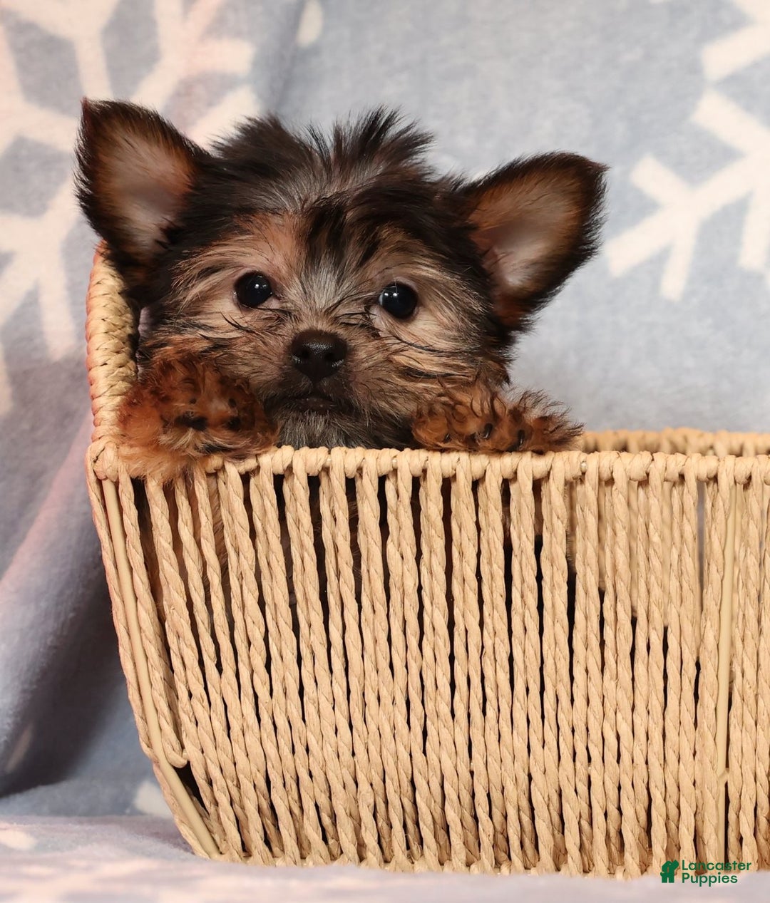 Yorkshire Terrier dogs for sale: Buddy - Ad 6