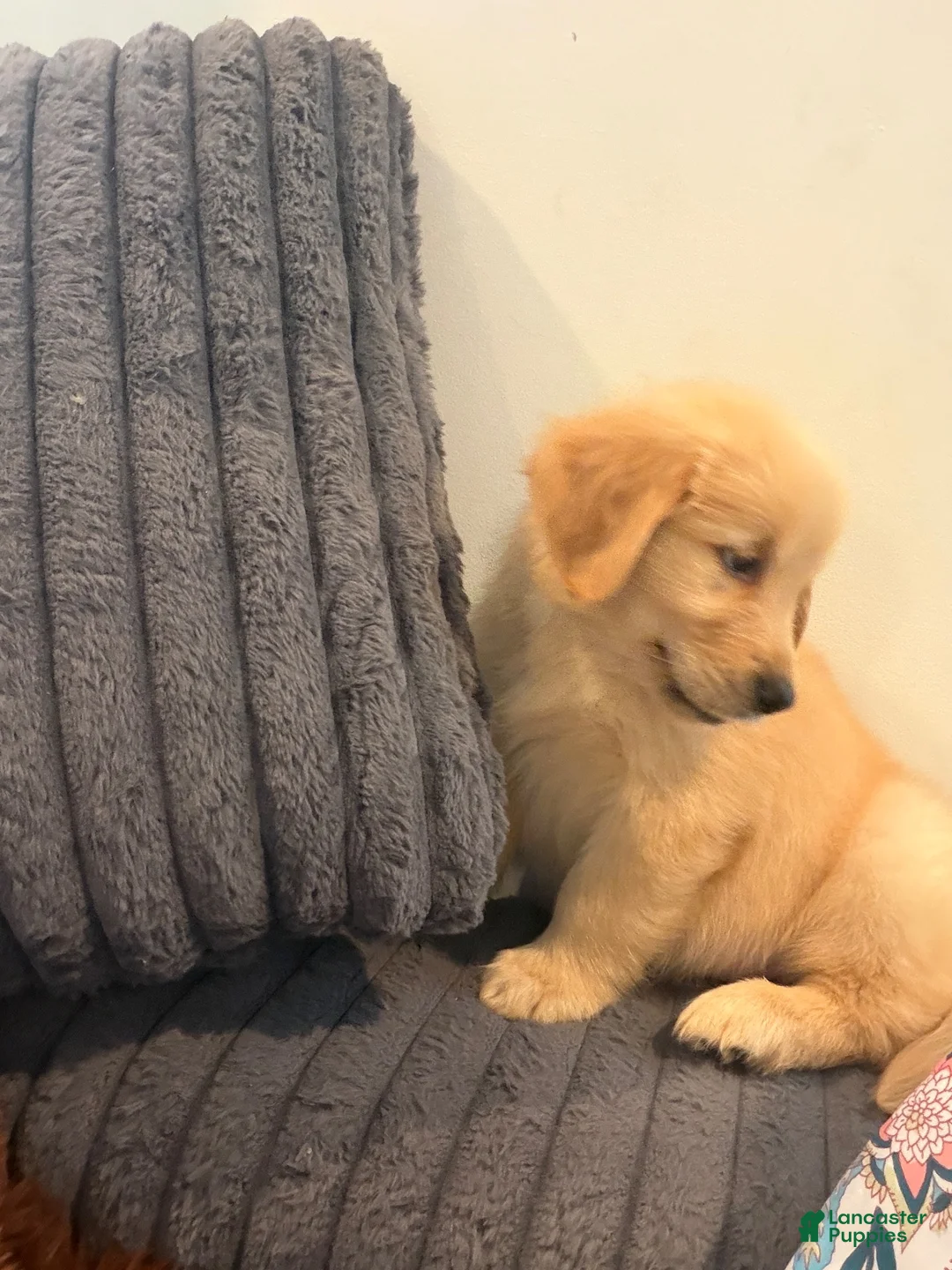 Golden Retriever dogs for sale: Golden Retriever 1 - Ad 1