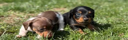 Miniature Dachshund dogs for sale: AKC SH Vinnie Parents DNA clear and & CHIC  - Ad 11