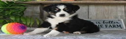 Australian Shepherd dogs for sale: Leo - Ad 3