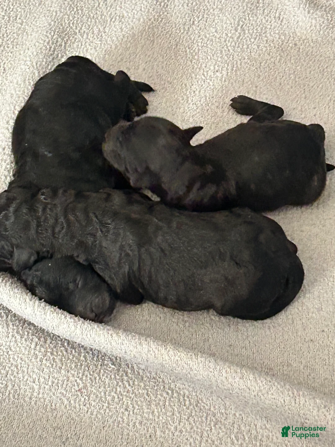 Miniature Poodle dogs for sale: Miniature Poodle 2 - Ad 2