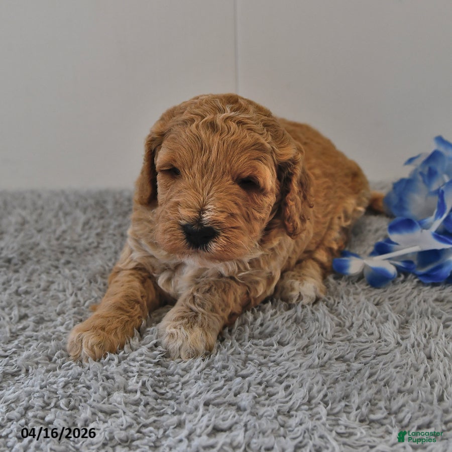 Mini Goldendoodle dogs Shadow - Ad 2