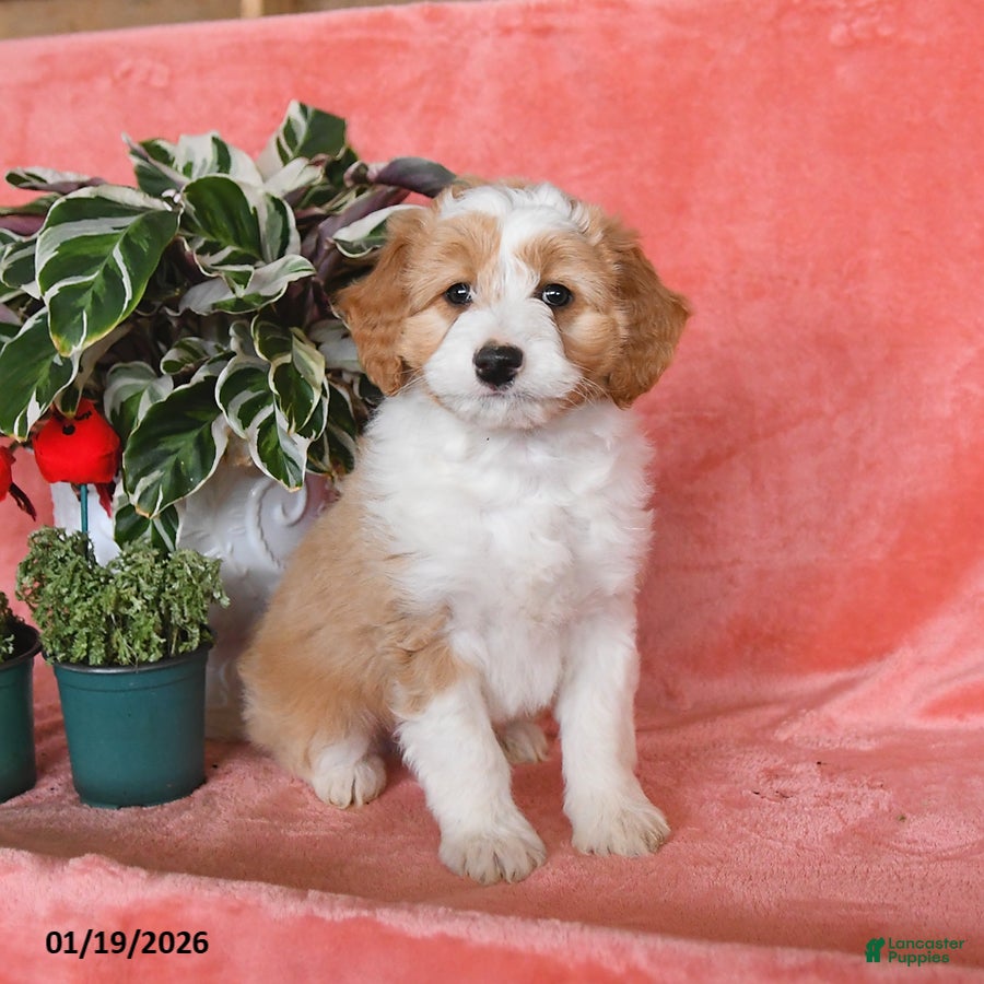 Mini Aussiedoodle dogs Copper - Ad 6