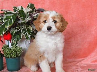 Mini Aussiedoodle dogs Copper - Ad 14