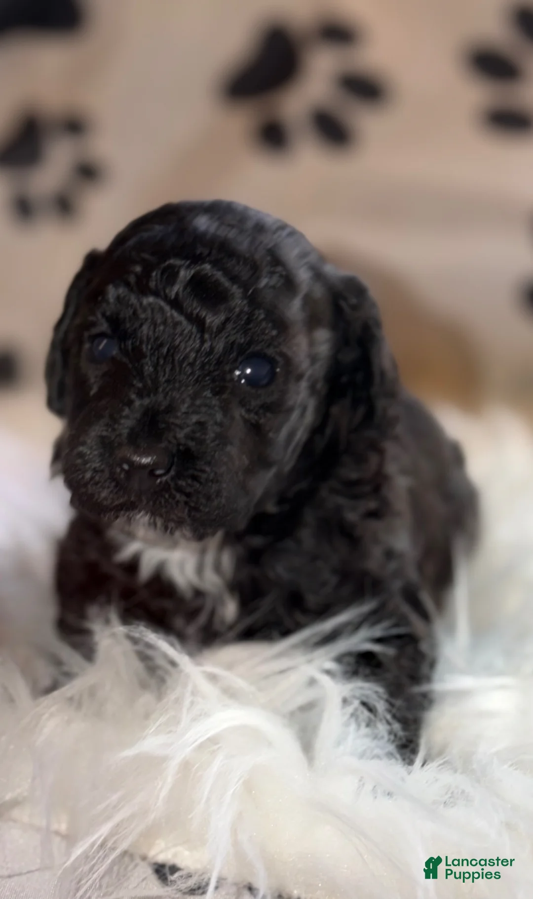 Toy Poodle dogs for sale: Italy  - Ad 2