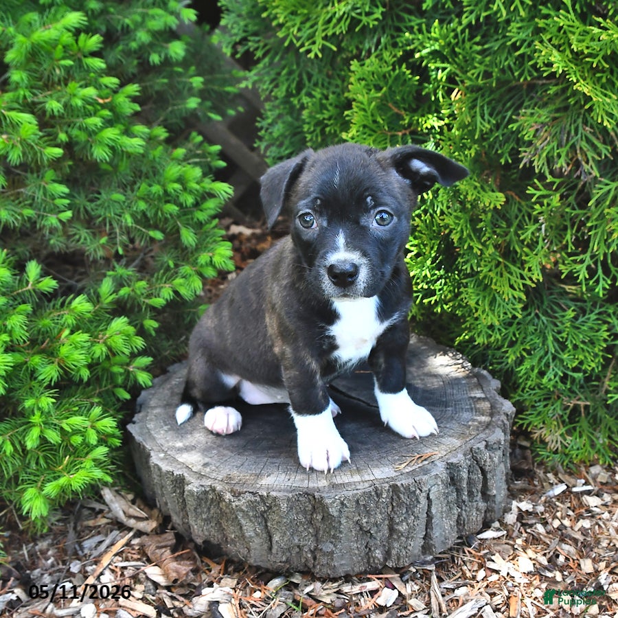 Mixed Breed dogs Jasmine - Ad 2
