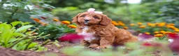 Cavapoo dogs for sale: Dixie - Ad 7