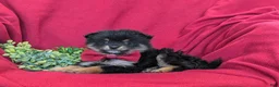 Pomeranian dogs for sale: Bosley - Ad 4
