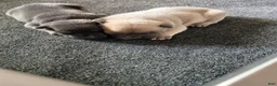 French Bulldog dogs for sale: Leo - Ad 7