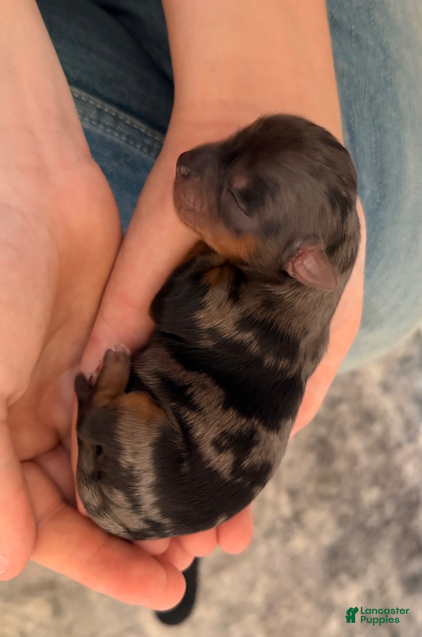 Yorkshire Terrier dogs Yorkshire Terrier 1 - Ad 27