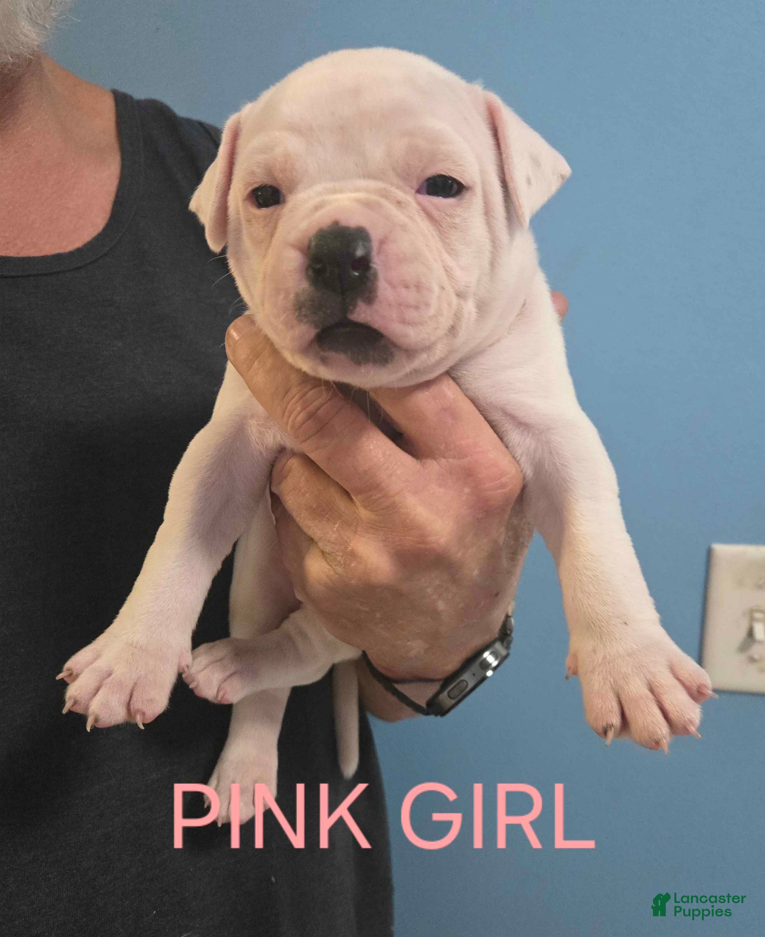 American Bulldog dogs Pink Girl - Ad 30