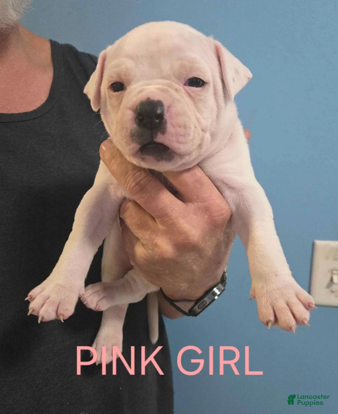 American Bulldog dogs for sale: Pink Girl - Ad 1