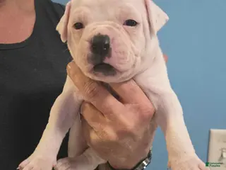 American Bulldog dogs Pink Girl - Ad 30