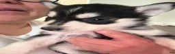 Pitsky dogs for sale: Pitsky 6 - Ad 2
