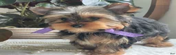 Yorkshire Terrier dogs for sale: Tucker - Ad 3