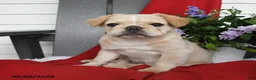 French Bulldog dogs for sale: Tucker - Ad 3
