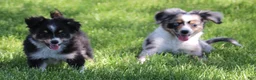 Toy Australian Shepherd dogs for sale: Shep is a blue merle with tail - Ad 7