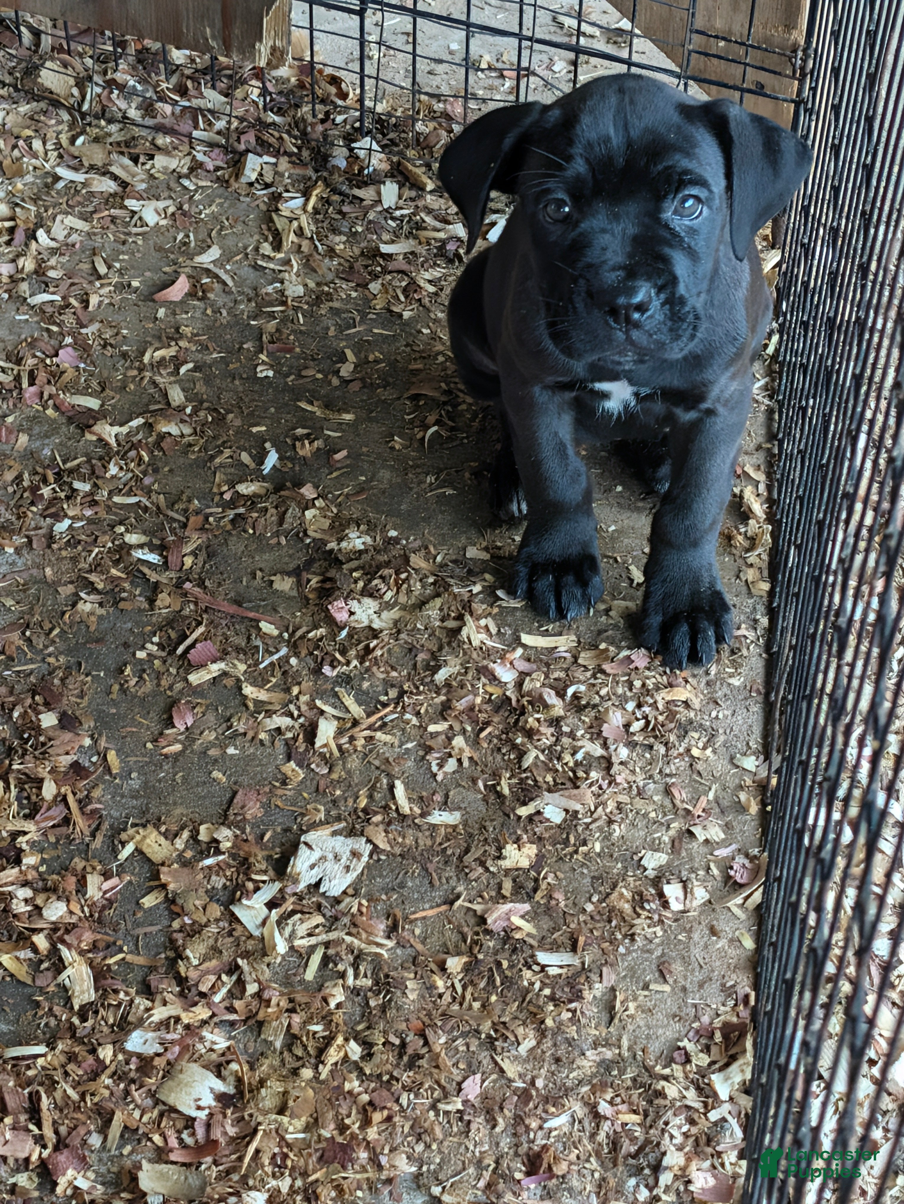 Cane Corso dogs Cane Corso 3 - Ad 35