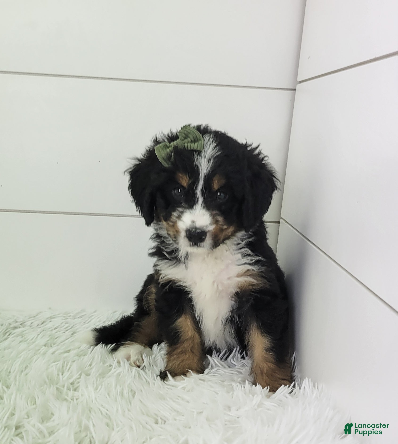 Bernedoodle dogs Bella - Ad 2