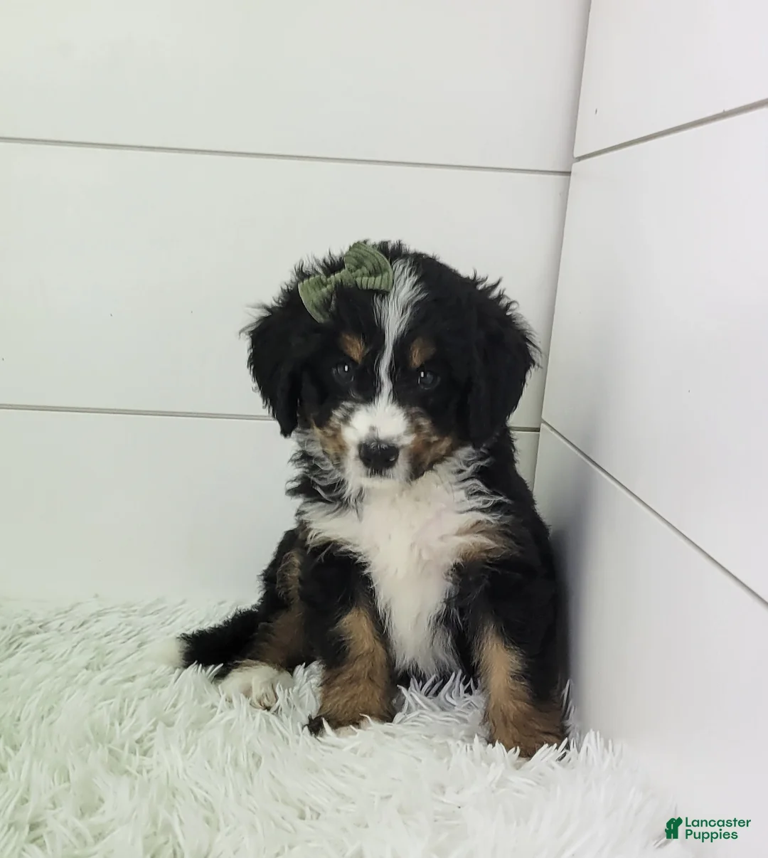 Bernedoodle dogs for sale: Bella - Ad 2