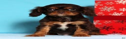 Cavalier King Charles Spaniel dogs for sale: Frosty - Ad 2