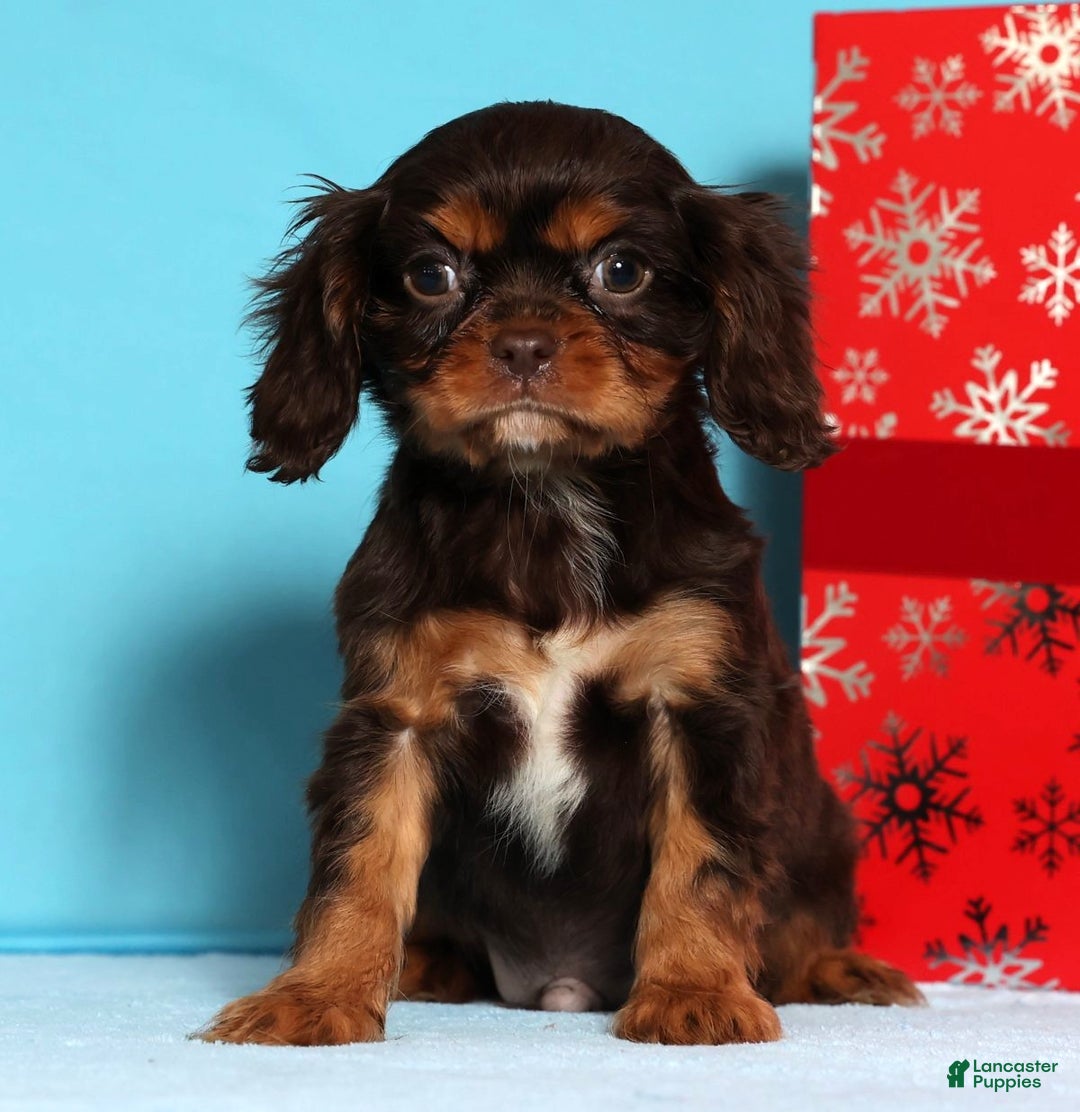 Cavalier King Charles Spaniel dogs for sale: Frosty - Ad 2