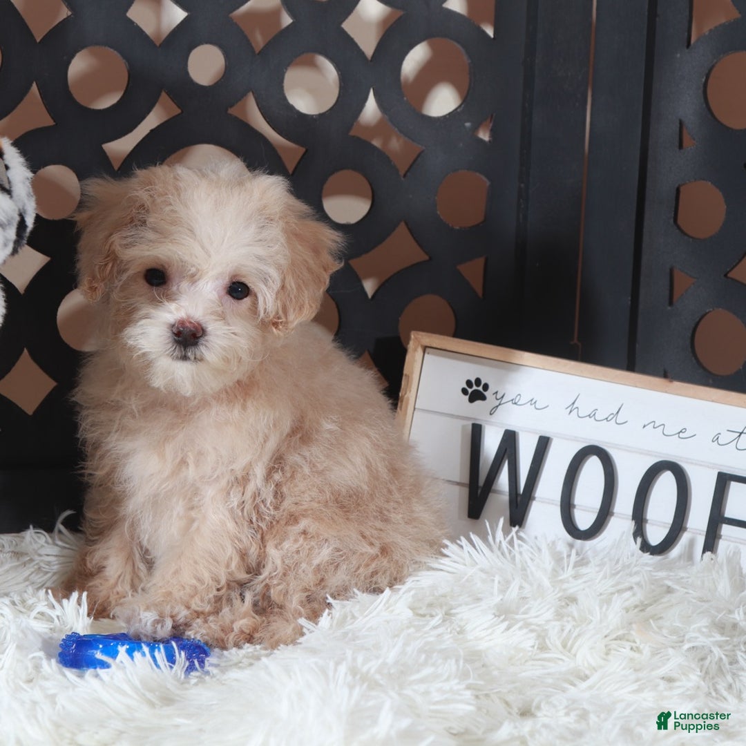 Maltipoo dogs for sale: Maltipoo Puppy Koda - Ad 4