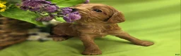 Cavapoo dogs for sale: Grub - Ad 21
