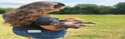 American Bully dogs for sale: American Bully female - Eyedot  - Ad 3