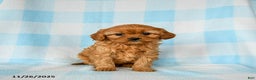 Cavapoo dogs for sale: Snickerdoodle - Ad 1