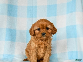 Cavapoo dogs Snickerdoodle - Ad 32