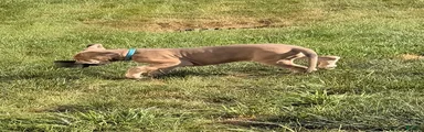 Dan