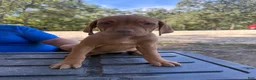 Vizsla dogs for sale: Orange - Ad 3