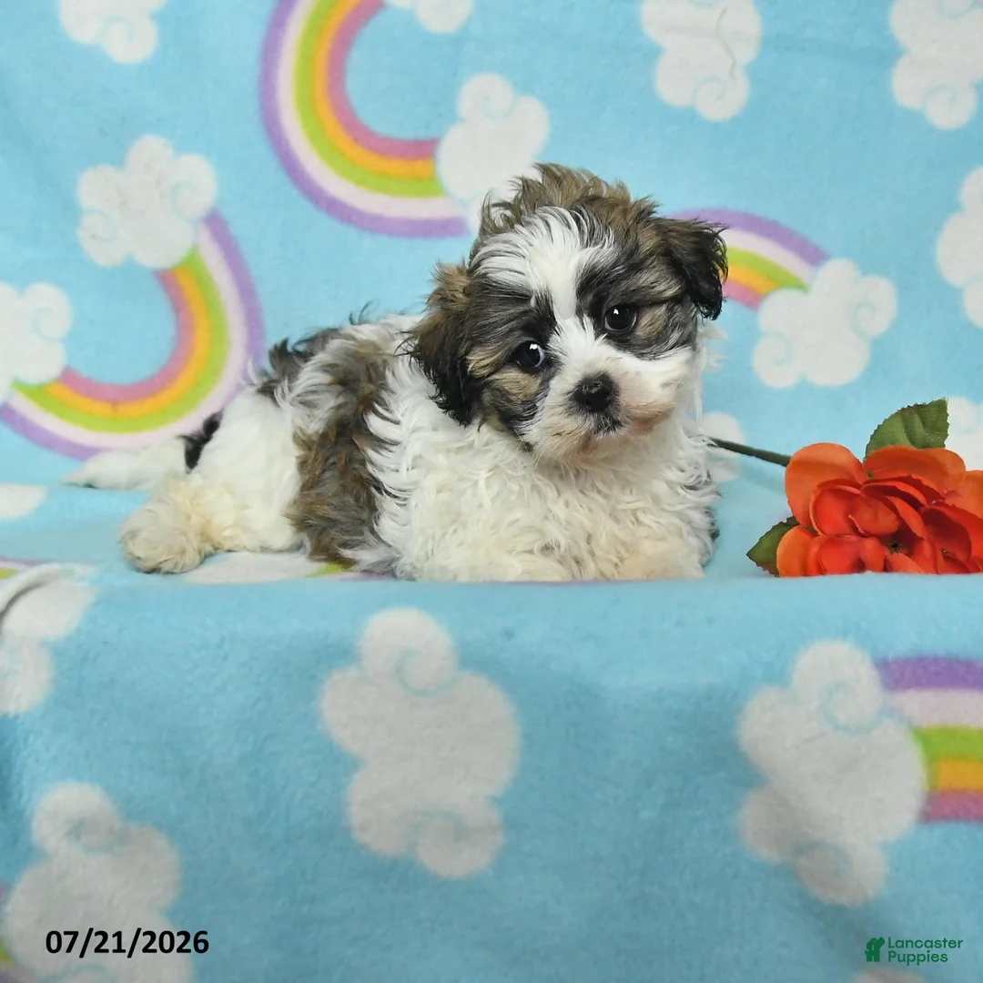 Teddy Bear dogs for sale: Amber - Ad 1