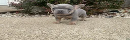 French Bulldog dogs for sale: Ruby - Ad 6
