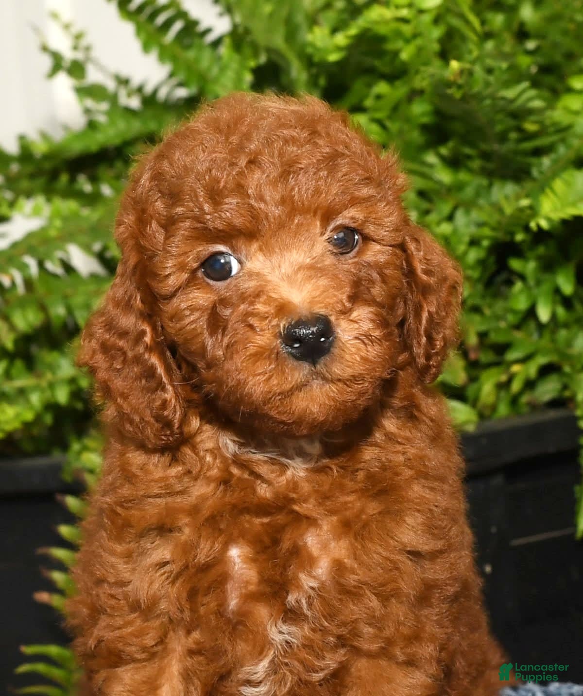 Miniature Poodle Big French Poodle French Poodle Puppies Best Toy