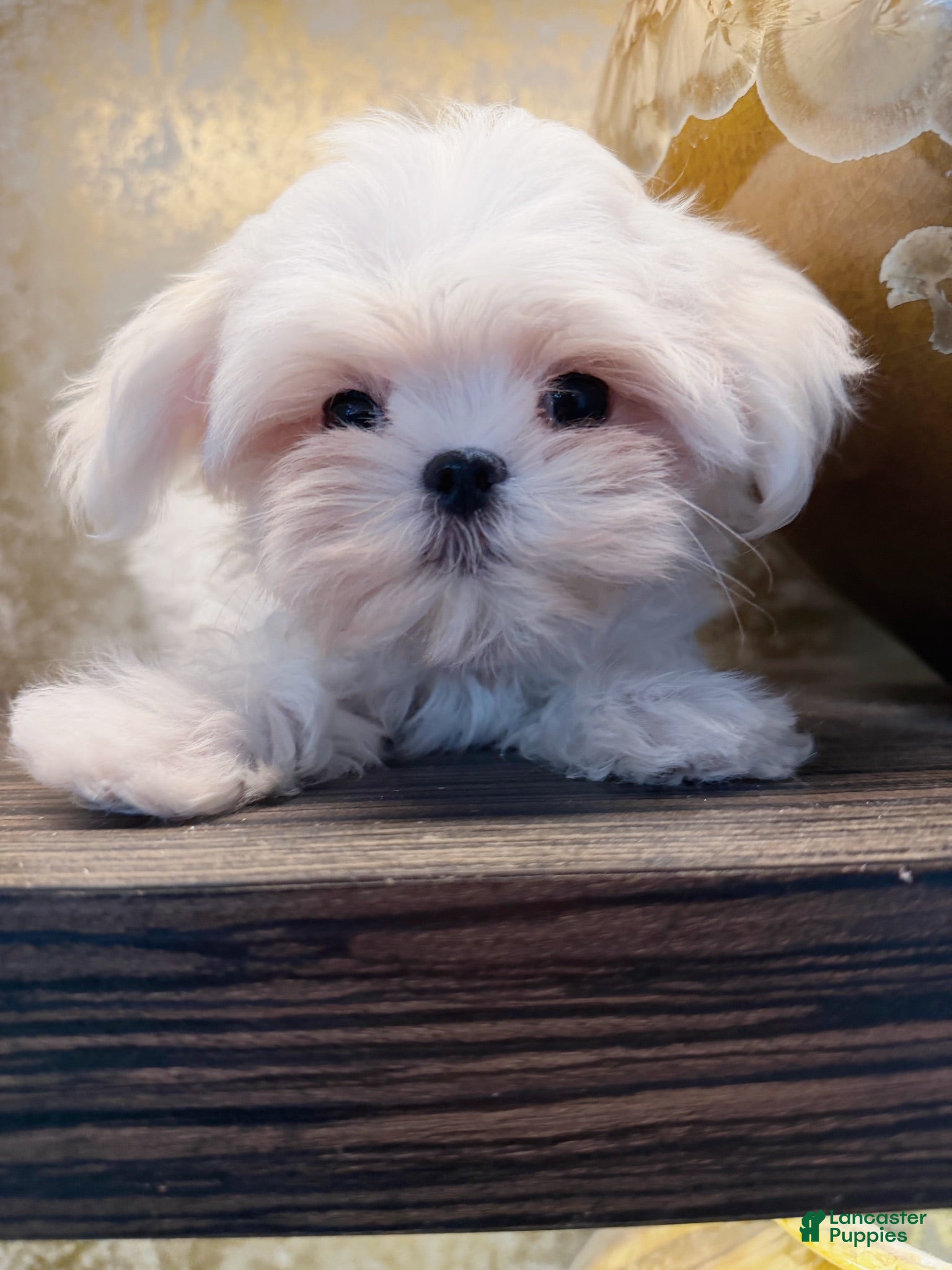 Maltese dogs Kiwi - Ad 1