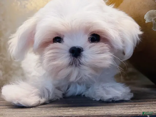Maltese dogs for sale: Kiwi - Ad 1