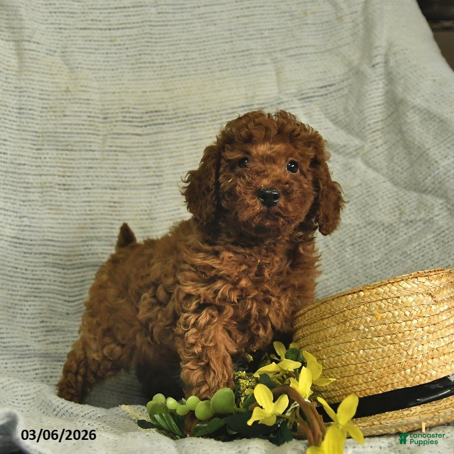 Miniature Poodle dogs Cassie   - Ad 1