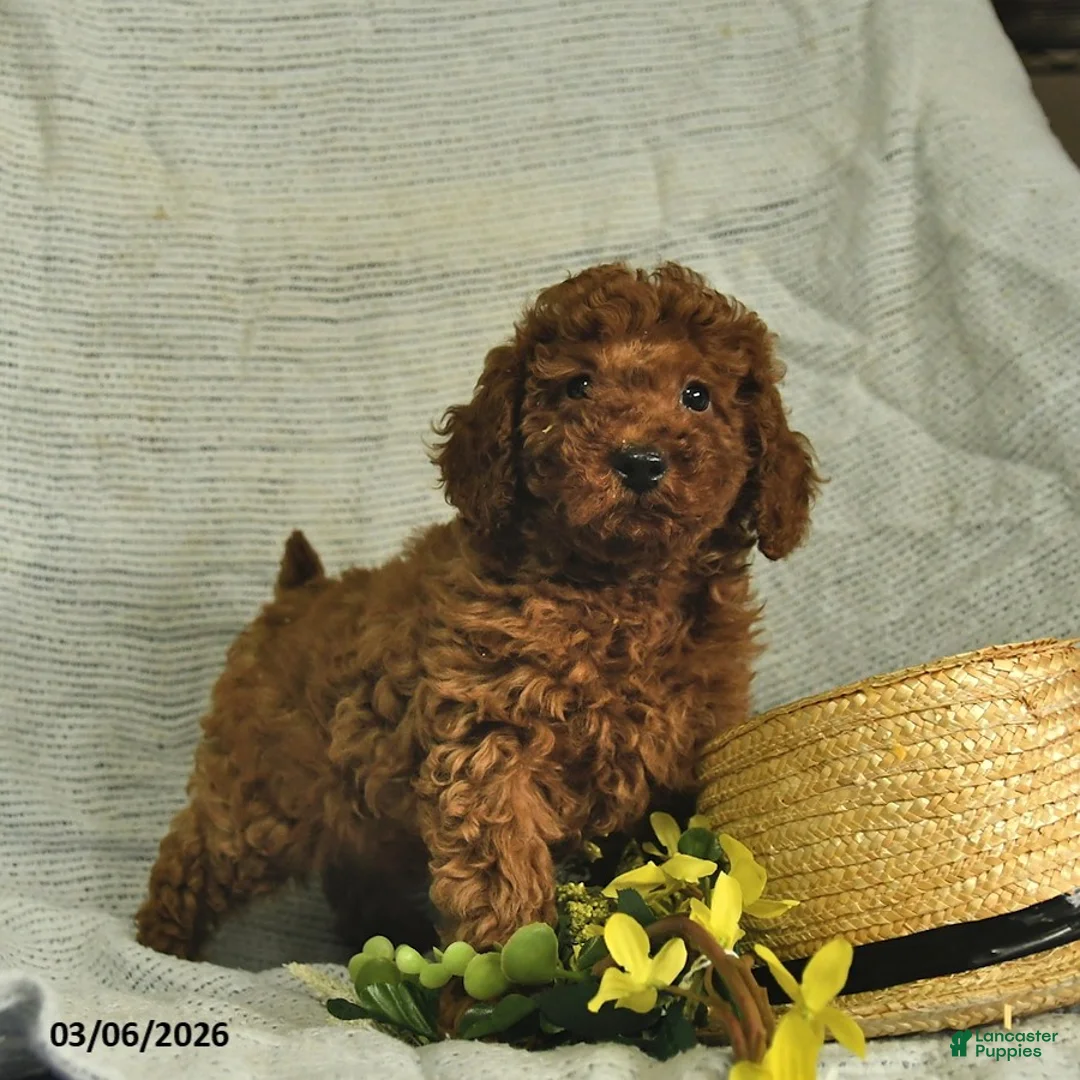 Miniature Poodle dogs for sale: Cassie   - Ad 1