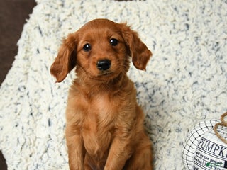 Miniature Golden Retriever dogs - Ad 11