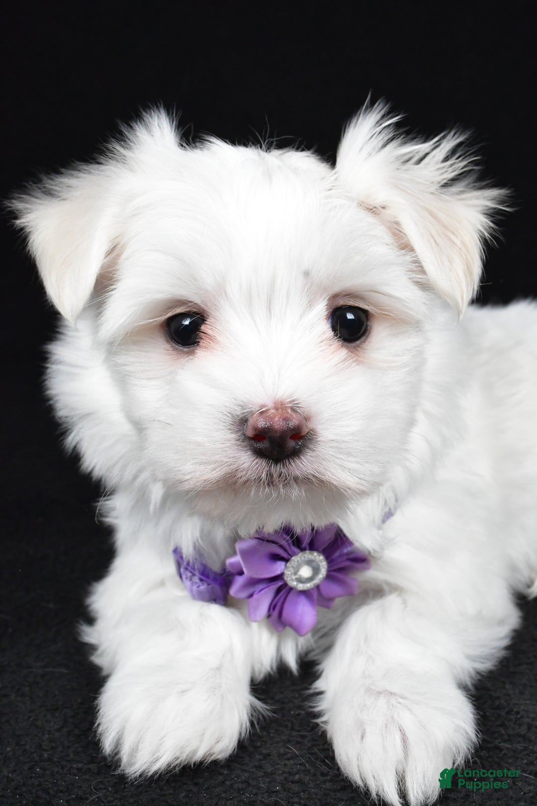 Maltese dogs for sale: Angie - Ad 4