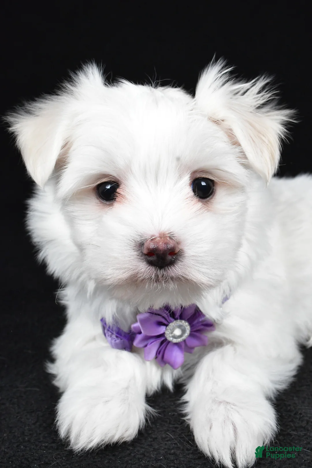 Maltese dogs for sale: Angie - Ad 4