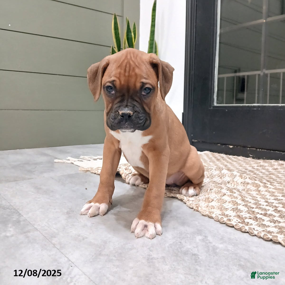 Boxer dogs Shimmer - Ad 18