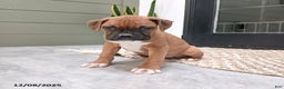 Boxer dogs for sale: Shimmer - Ad 1