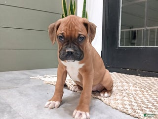 Boxer dogs Shimmer - Ad 22